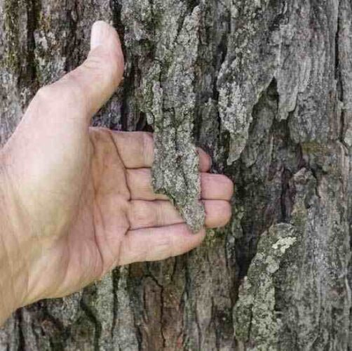 Sugar Maple vs. Red Maple Trees Mother Earth News